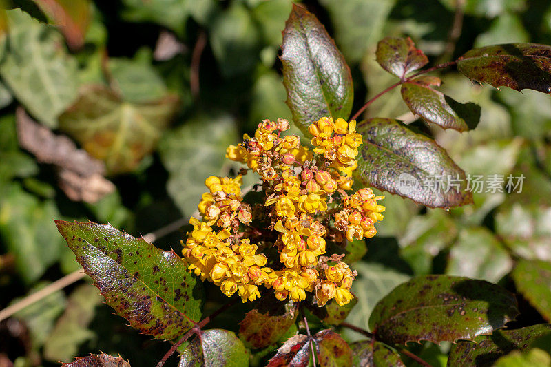 在英国恩斯福德的马honia berberis